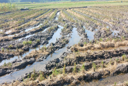 El Gobierno de Sánchez deja a los agricultores y ganaderos de la provincia de Cáceres sin ayudas por el temporal